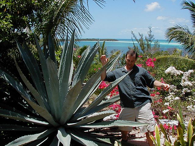 That's a big-damn plant.