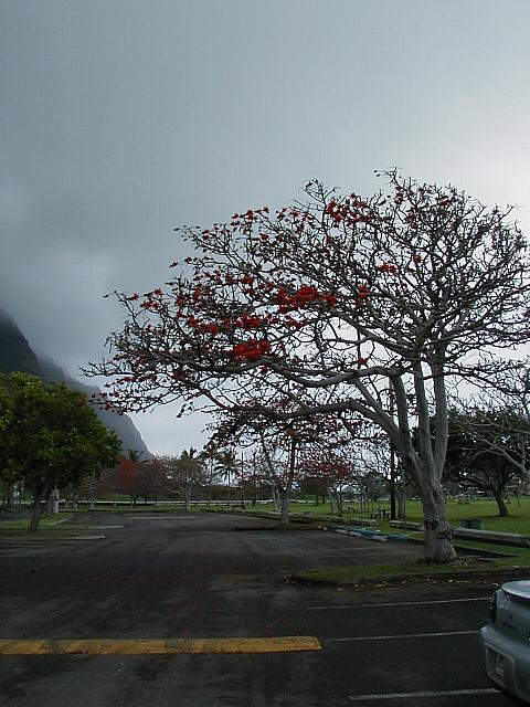 Cool, red tree