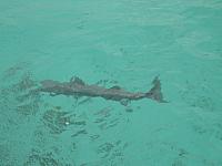 We made a friend at the reef.  He's about 4' long.