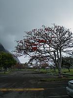 Cool, red tree