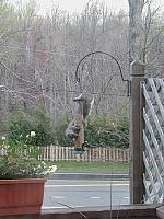 The squirrel feeder